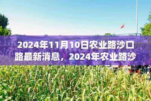 农业路沙口路最新动态评测及用户洞察，特性、体验与竞品对比（2024年11月）