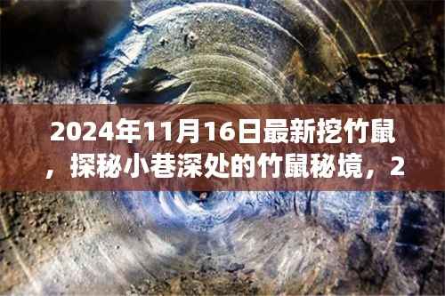 探秘竹鼠秘境,新鲜竹鼠挖掘奇旅(2024年11月16日)