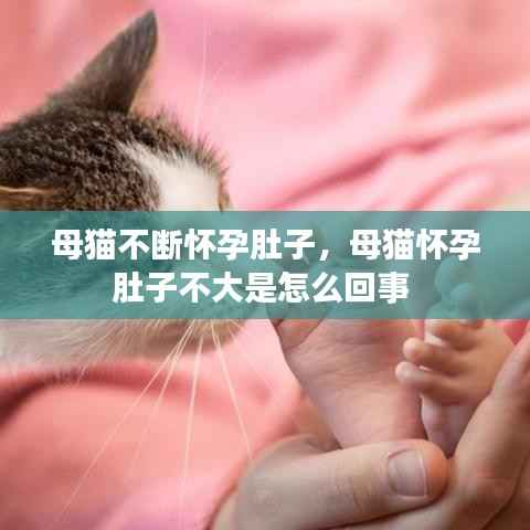 母猫不断怀孕肚子,母猫怀孕肚子不大是怎么回事